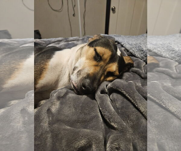 Medium Photo #15 American Staffordshire Terrier-Unknown Mix Puppy For Sale in Princeton, MN, USA