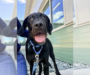 Labrador Retriever-Unknown Mix Dogs for adoption in Waterford, VA, USA