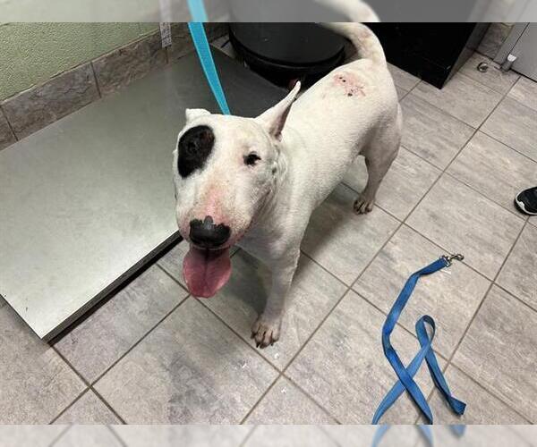 Medium Photo #1 Bull Terrier Puppy For Sale in Grand Prairie, TX, USA