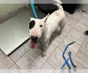 Bull Terrier Dogs for adoption in Grand Prairie, TX, USA
