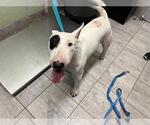 Small Bull Terrier