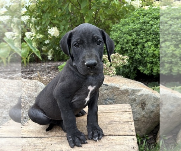 Medium Photo #4 Great Dane Puppy For Sale in MIDDLEBURY, IN, USA