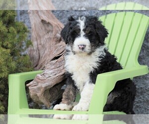 Bernedoodle Puppy for sale in FREDERICKSBG, OH, USA