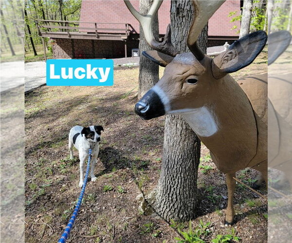 Medium Photo #6 Pointer-Unknown Mix Puppy For Sale in Foristell, MO, USA