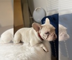Small Photo #24 French Bulldog Puppy For Sale in JACKSONVILLE, FL, USA