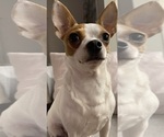 Small Photo #1 Chihuahua-YorkiePoo Mix Puppy For Sale in NORTH AUGUSTA, SC, USA