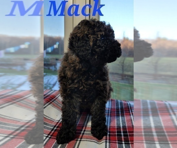 Medium Photo #1 Cavapoo Puppy For Sale in HOLTON, MI, USA