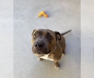 Lola - Female American Bulldog Dog for Adoption - Photo #3