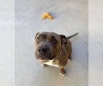 Small Photo #3 American Bulldog Puppy For Sale in Salinas, CA, USA