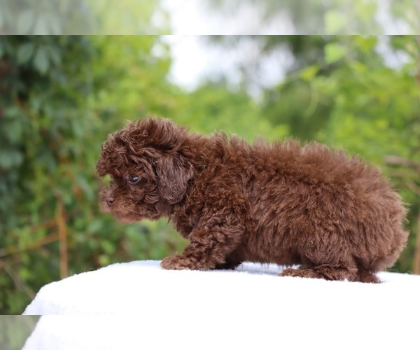 Medium Photo #9 ShihPoo Puppy For Sale in DYERSBURG, TN, USA