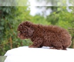 Small #8 ShihPoo