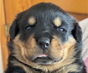 Rottweiler Puppy for sale in DOVER, TN, USA