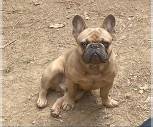 Father of the French Bulldog puppies born on 08/05/2023