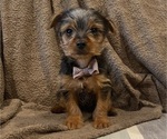 Small #15 Yorkshire Terrier