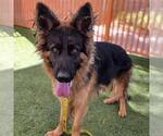 CHARLIE - Male German Shepherd Dog-Unknown Mix Dog for Adoption - Small photo