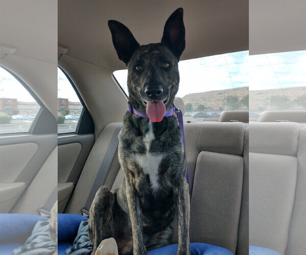 Medium Photo #2 Holland Shepherd Puppy For Sale in Apple Valley, CA, USA