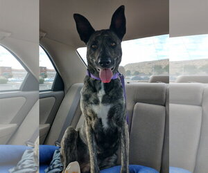 Cleo-Patra-got long term Foster! - Female Holland Shepherd Dog for Adoption - Photo #2