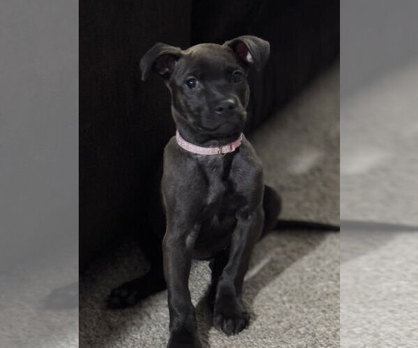 Medium Photo #1 Labrador Retriever-Unknown Mix Puppy For Sale in Stephens City, VA, USA