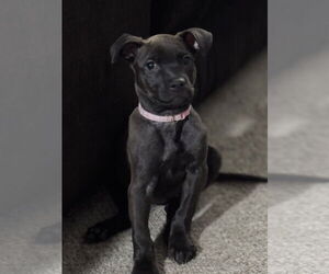 Labrador Retriever-Unknown Mix Dogs for adoption in Stephens City, VA, USA