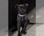 Small Labrador Retriever Mix