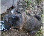 Small #1 Cane Corso
