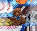 Small Photo #3 Cavapoo Puppy For Sale in KIRKWOOD, PA, USA