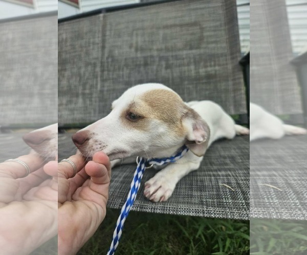 Medium Photo #15 Chiweenie Puppy For Sale in Wakefield, RI, USA