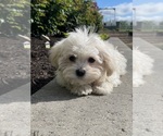 Small #2 Havanese