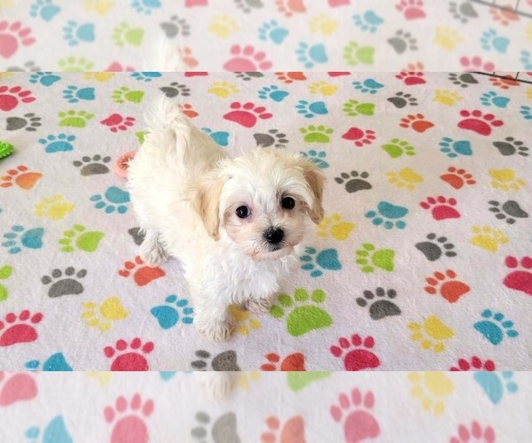 Medium Photo #3 Maltipoo (Toy) Puppy For Sale in ORO VALLEY, AZ, USA
