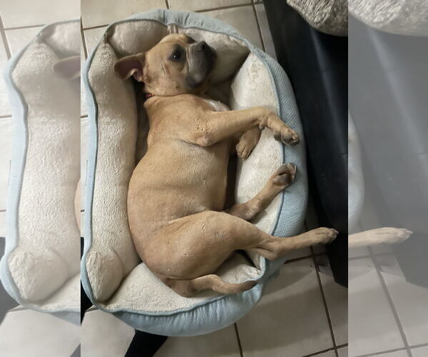 Medium Photo #5 Bulldog-Unknown Mix Puppy For Sale in El Centro, CA, USA