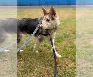 Sandy - Female Siberian Husky-Unknown Mix Dog for Adoption - Photo #5