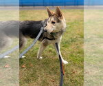 Small #4 Siberian Husky Mix