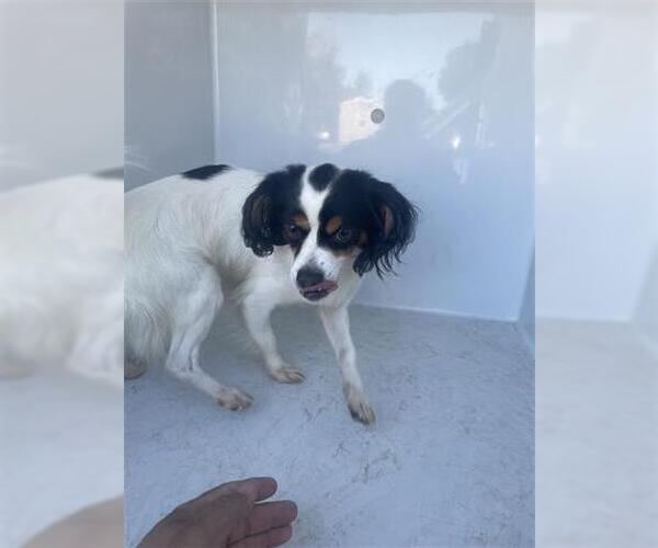 Medium Photo #1 Chion Puppy For Sale in Houston, TX, USA