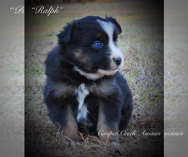 Medium Photo #3 Miniature Australian Shepherd Puppy For Sale in SMITHVILLE, AR, USA