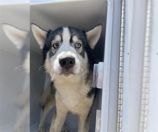 Medium Photo #1 Siberian Husky-Unknown Mix Puppy For Sale in Houston, TX, USA