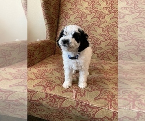 Maltipoo Puppy for Sale in BATTLE GROUND, Washington USA