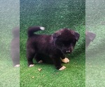 Puppy Puppy 7 Akita