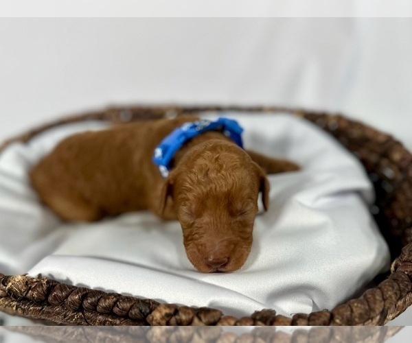 Medium Photo #5 Goldendoodle Puppy For Sale in ABILENE, TX, USA