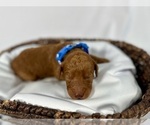 Small Photo #5 Goldendoodle Puppy For Sale in ABILENE, TX, USA