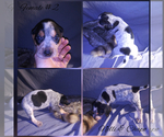 Small Photo #7 Bluetick Coonhound Puppy For Sale in COMBINE, TX, USA