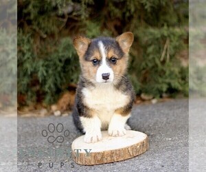 Pembroke Welsh Corgi Puppy for sale in GORDONVILLE, PA, USA