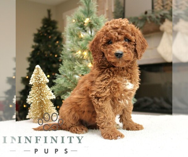 Medium Photo #1 Goldendoodle (Miniature) Puppy For Sale in NARVON, PA, USA