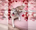 Small #2 Siberian Husky Mix