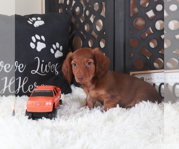 Medium Photo #4 Dachshund Puppy For Sale in MOUNT VERNON, OH, USA