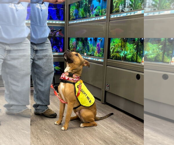 Medium Photo #10 Mutt Puppy For Sale in Glen Allen, VA, USA