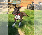 Small #6 American Pit Bull Terrier Mix