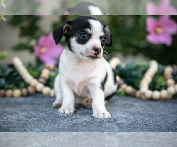 Medium Photo #1 Chihuahua Puppy For Sale in MONROE, IN, USA