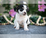 Puppy Tally Chihuahua