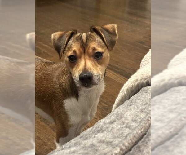 Medium Photo #6 Jack Chi Puppy For Sale in Rockaway, NJ, USA
