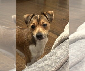 Michael Phelps Sussex - Male Jack Chi Dog for Adoption - Photo #6